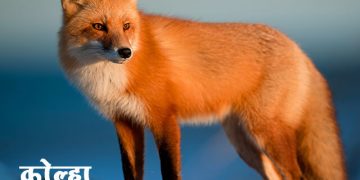 Fox Information in Marathi
