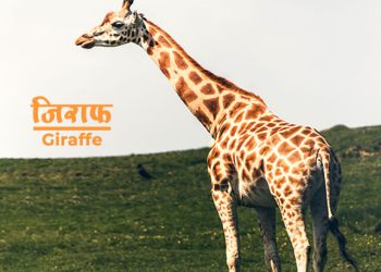 Giraffe Information in Marathi