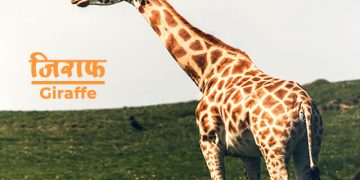 Giraffe Information in Marathi