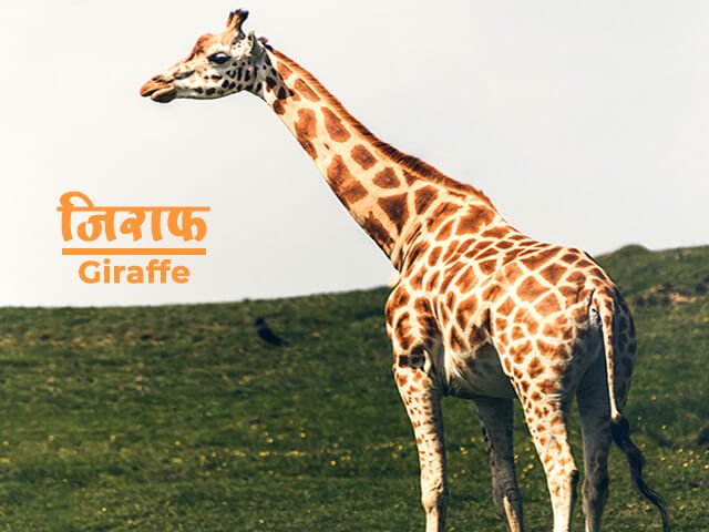 Giraffe Information in Marathi