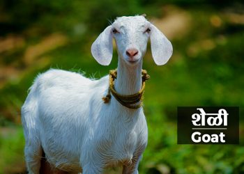 Goat Information in Marathi