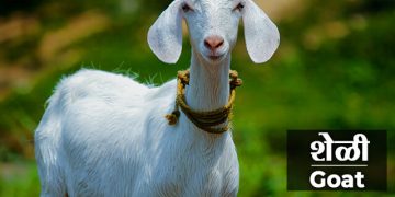 Goat Information in Marathi