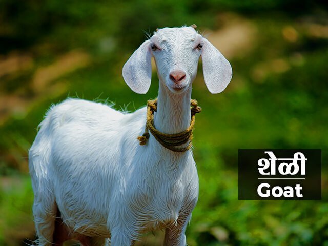 Goat Information in Marathi