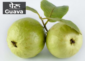 Guava Information in Marathi
