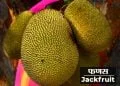 Jackfruit Information in Marathi