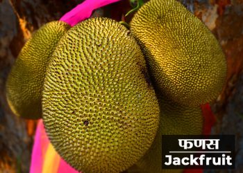 Jackfruit Information in Marathi