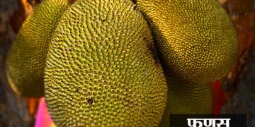 Jackfruit Information in Marathi