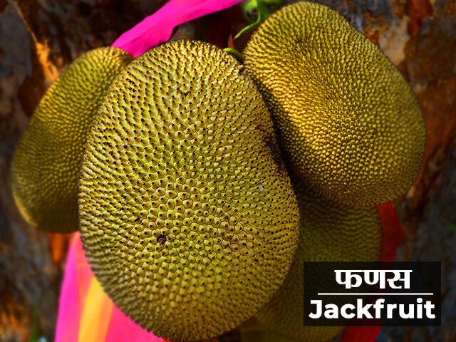 Jackfruit Information in Marathi
