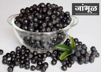 Jambhul Information in Marathi