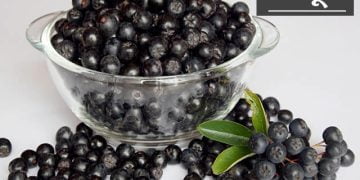 Jambhul Information in Marathi