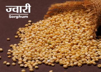 Jowar Information in Marathi