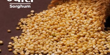 Jowar Information in Marathi