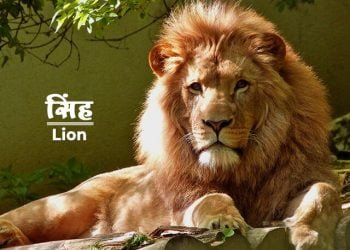 Lion Information in Marathi