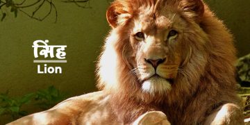 Lion Information in Marathi