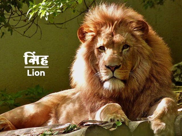 Lion Information in Marathi