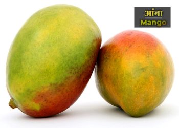 आंबा फळाची माहिती मराठी