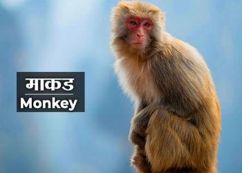 Monkey Information in Marathi
