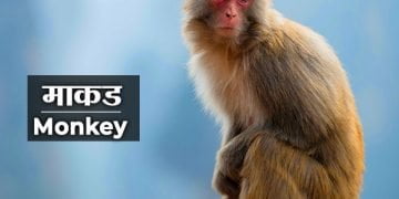 Monkey Information in Marathi