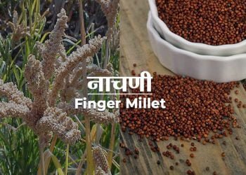 Nachni Information in Marathi