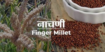 Nachni Information in Marathi