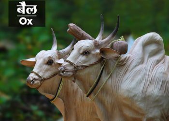 Ox Information in Marathi