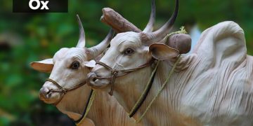 Ox Information in Marathi