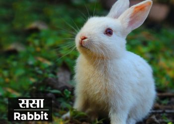 Rabbit Information in Marathi