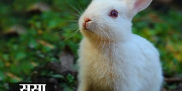 Rabbit Information in Marathi