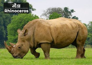 Rhinoceros Information in Marathi