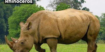 Rhinoceros Information in Marathi