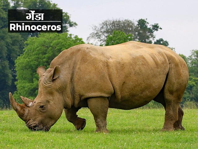 Rhinoceros Information in Marathi