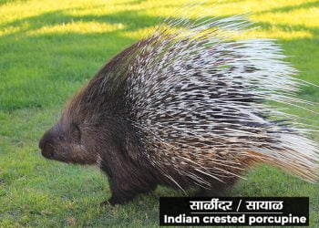 साळिंदर / सायाळ प्राण्याची माहिती