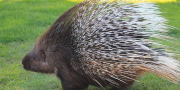 साळिंदर / सायाळ प्राण्याची माहिती