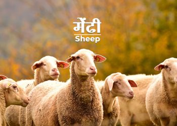 Sheep Information in Marathi