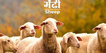 Sheep Information in Marathi