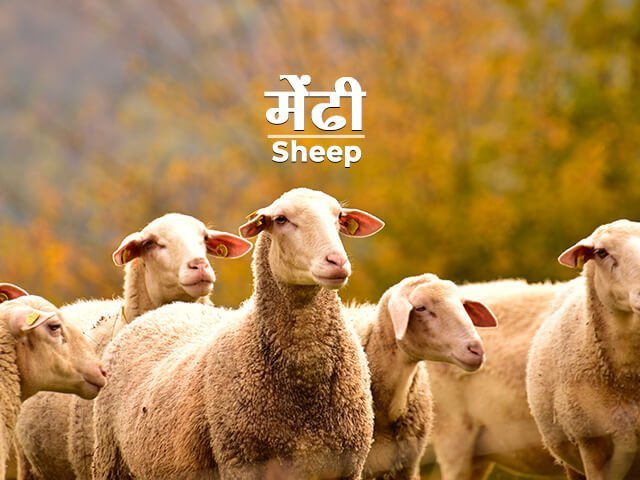 Sheep Information in Marathi