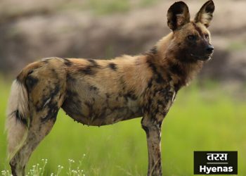 Taras Information in Marathi