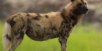 Taras Information in Marathi