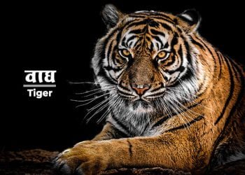 Tiger Information in Marathi