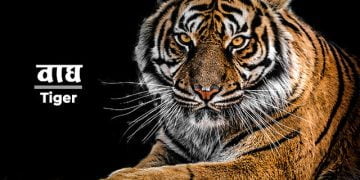 Tiger Information in Marathi