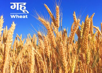 Wheat Information in Marathi