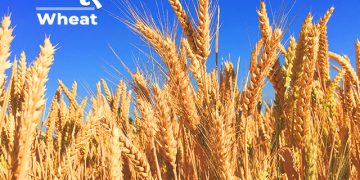 Wheat Information in Marathi