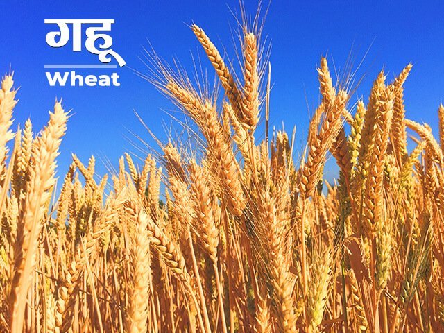 Wheat Information in Marathi