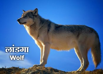 Wolf Information in Marathi
