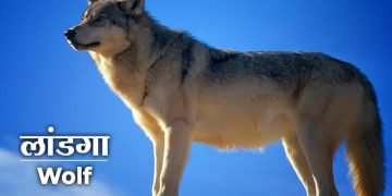 Wolf Information in Marathi
