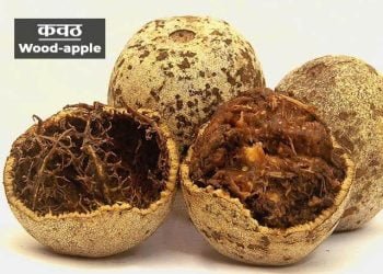 Wood Apple in Marathi