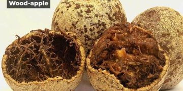 Wood Apple in Marathi