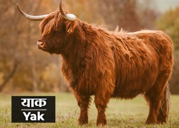याक प्राणी माहिती