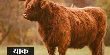 याक प्राणी माहिती