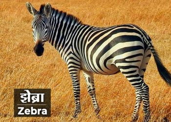 Zebra Information in Marathi